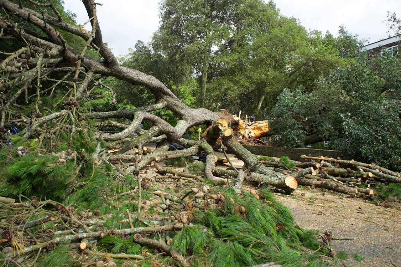 Tree Branch Trimming in Groton, SD